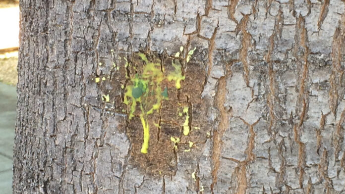 can paintball paint be washed off a tree